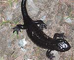 salamandra de Lanza