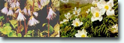 SOLDANELLA (Primulaceae) e ANEMONE DELLE ALPI