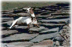 Siesta al alpe crusenna (  Idea Foto)